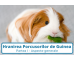 Hranirea Porcusorilor de Guinea | Partea I-a
