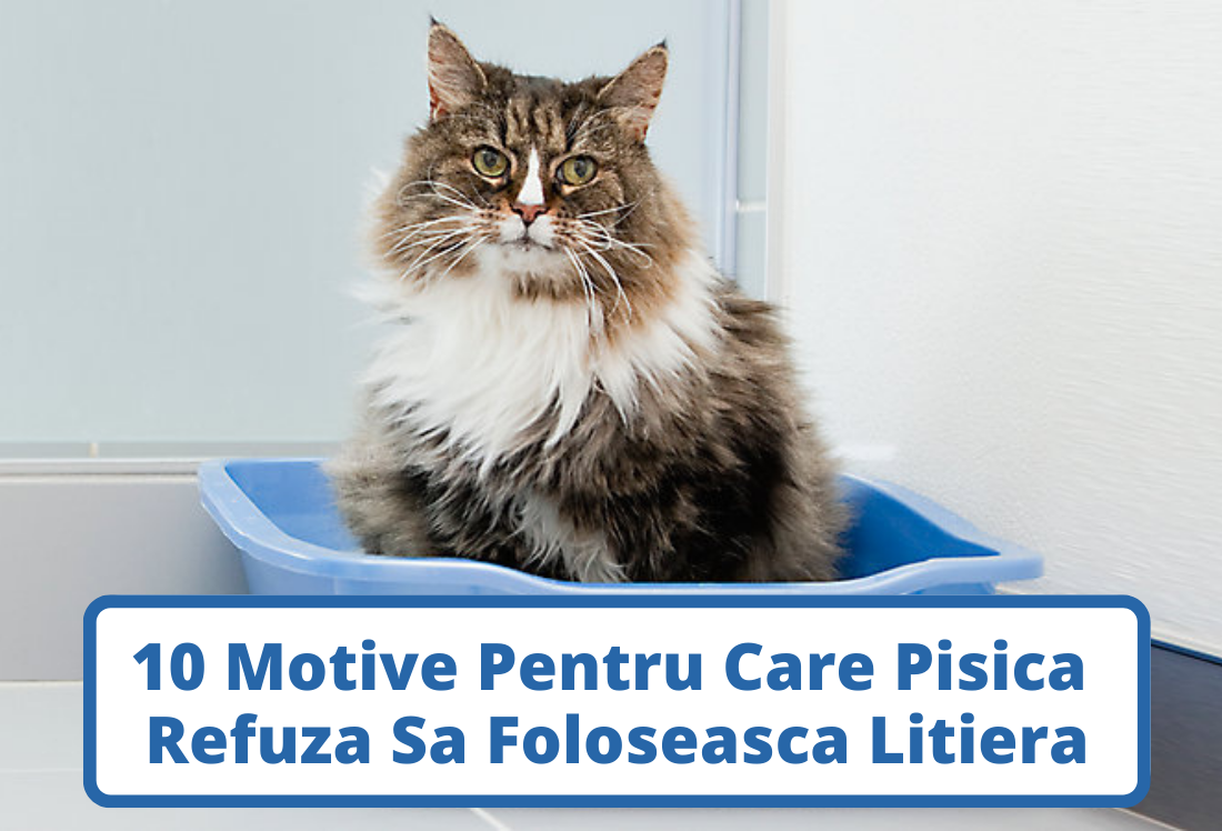 10 Motive Frecvente Pentru Care Pisica Refuza sa Foloseasca Litiera