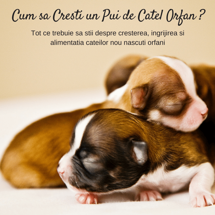 Cum sa Cresti un Pui de Catel Orfan ?
