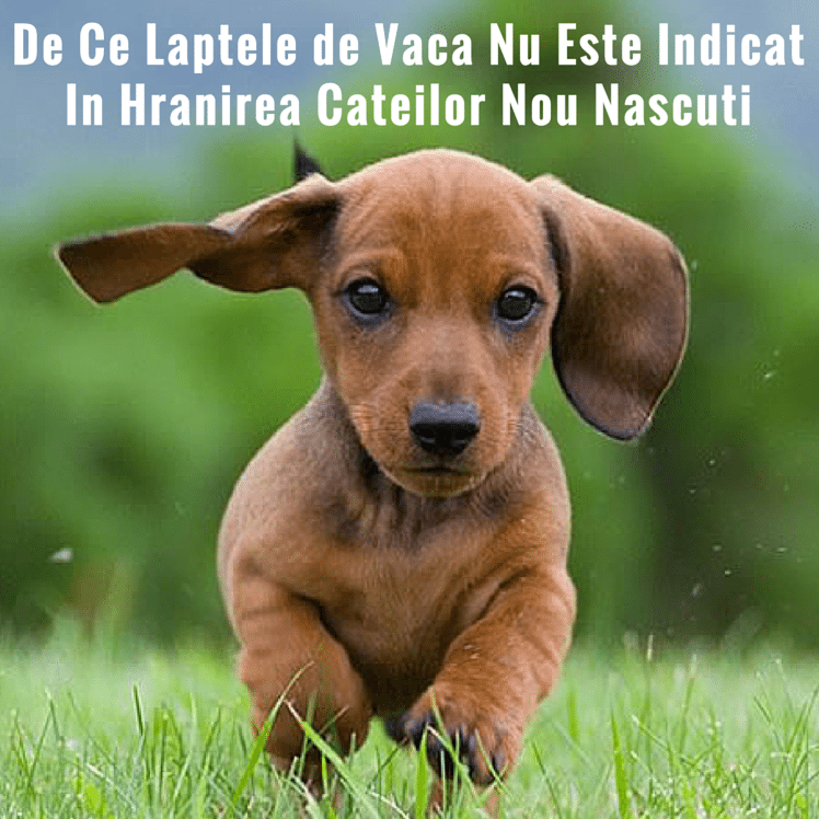 Hranirea cu Inlocuitori de Lapte a Cateilor