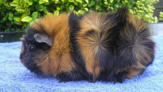 10 Rase Porcusori de Guineea cu Par Scurt / Rasa Abyssinian