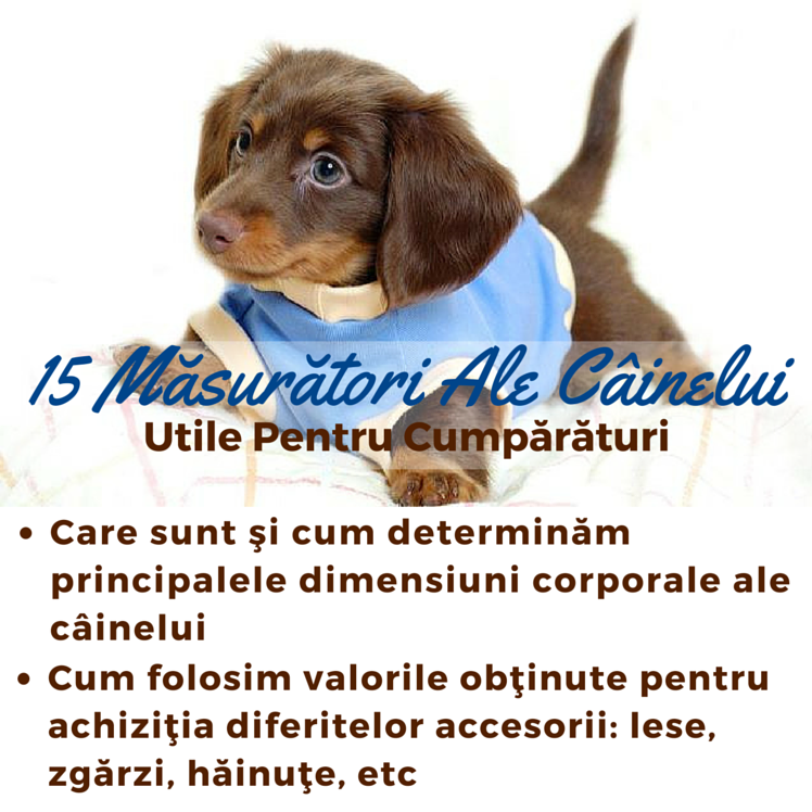 15 Masuratori ale Cainelui, Utile Pentru Cumparaturi