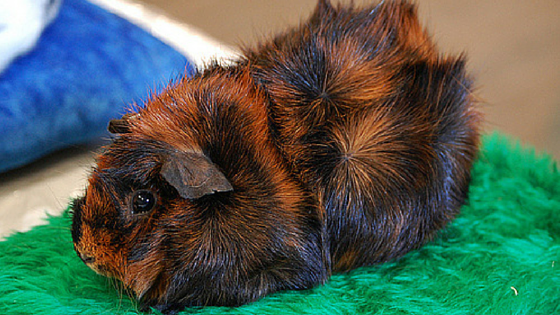 10 Rase Porcusori de Guineea cu Par Scurt / Rasa Abyssinian Satinat