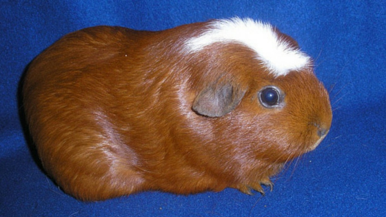 10 Rase Porcusori de Guineea cu Par Scurt / Rasa American White Crested