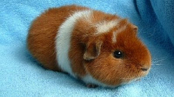10 Rase Porcusori de Guineea cu Par Scurt / Varietatea Rex