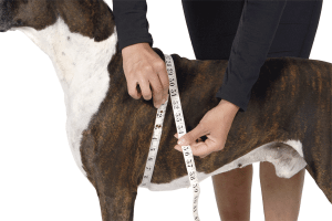 15 Dimensiuni Utile ale Cainelui - Determinarea circumferintei pieptului