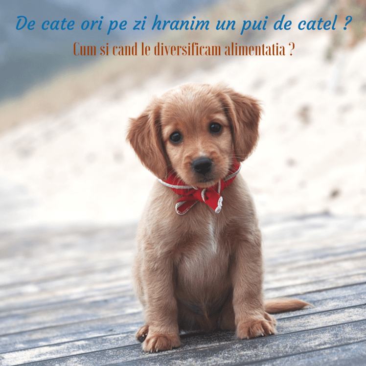 De Cate Ori pe Zi Hranim un Pui de Catel Adoptat ?