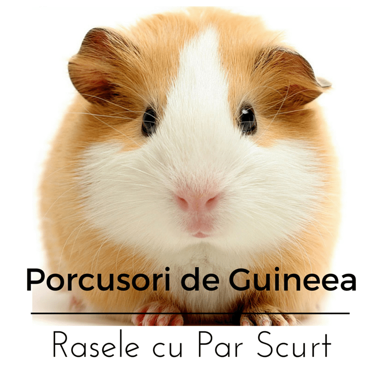 10 Rase Porcusori de Guineea cu Par Scurt
