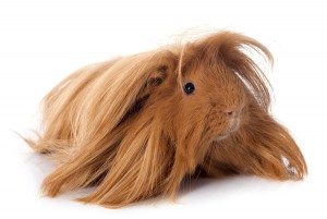Porcusori Guineea - 11 Rase cu Păr Lung (varietatea peruana)