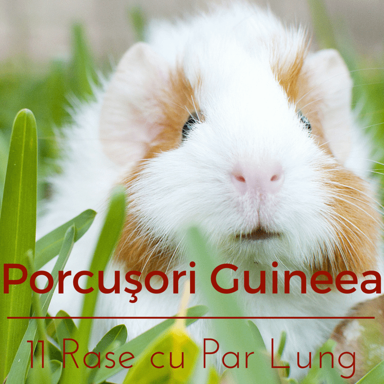 Porcusori Guineea - 11 Rase cu Par Lung