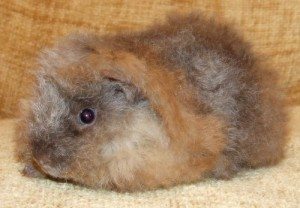 Porcusori Guineea - 11 Rase cu Păr Lung (varietatea Alpaca)