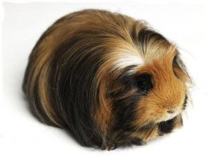 Porcusori Guineea - 11 Rase cu Păr Lung (varietatea Coronet)