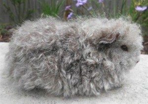 Porcusori Guineea - 11 Rase cu Păr Lung (varietatea Merino)