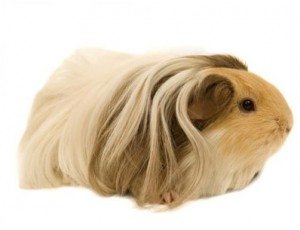 Porcusori Guineea - 11 Rase cu Păr Lung (varietatea Sheltie sau Silkie)