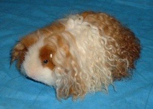 Porcusori Guineea - 11 Rase cu Păr Lung (varietatea Texel)