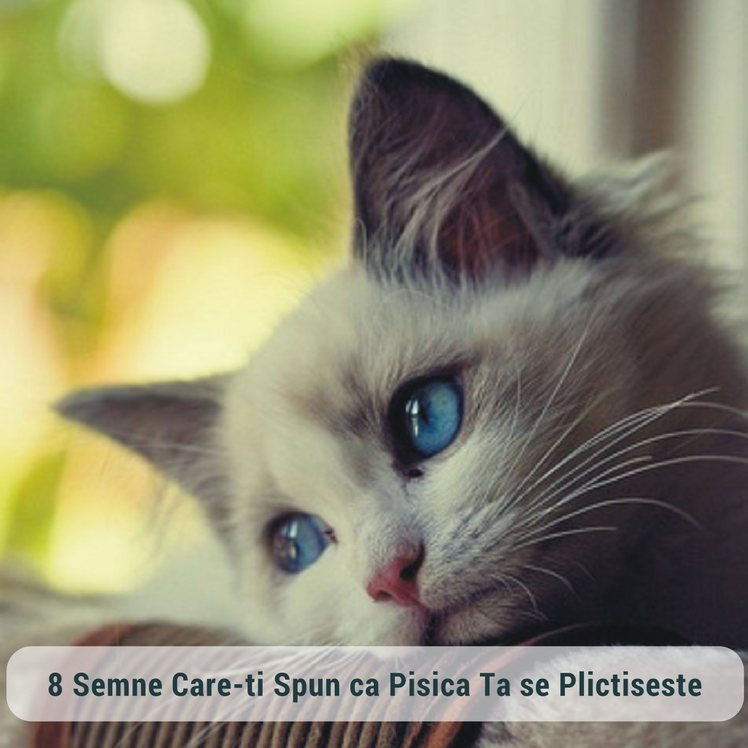 8 Semne Care Iti Spun ca Pisica Ta se Plictiseste