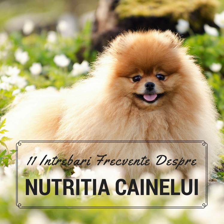 11 Intrebari Frecvente Despre Nutritia Cainelui