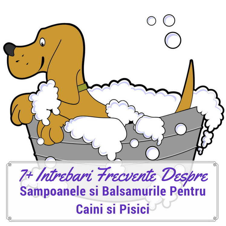 9 Intrebari Frecvente Despre Sampoane si Balsamuri Pentru Caini