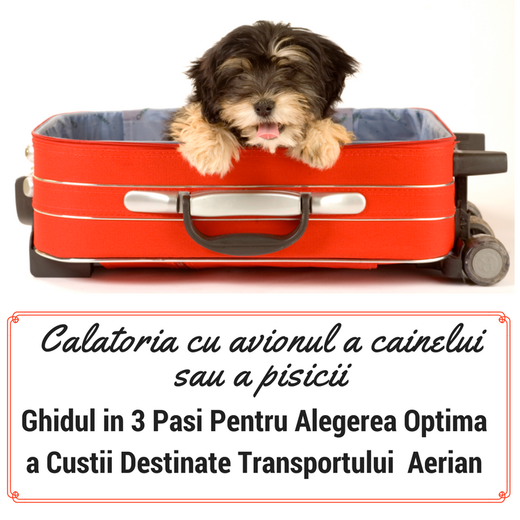 Calatoria cu Avionul a Cainelui sau a Pisicii