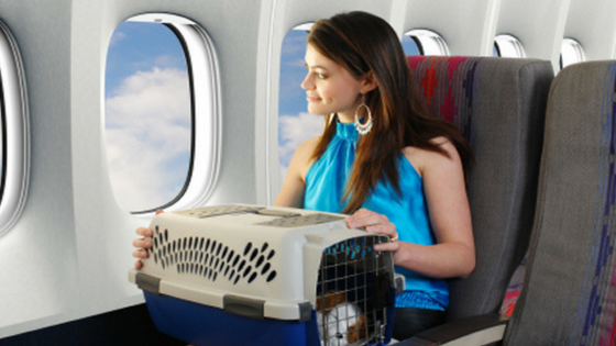 Calatoria cu Avionul a Cainelui sau a Pisicii