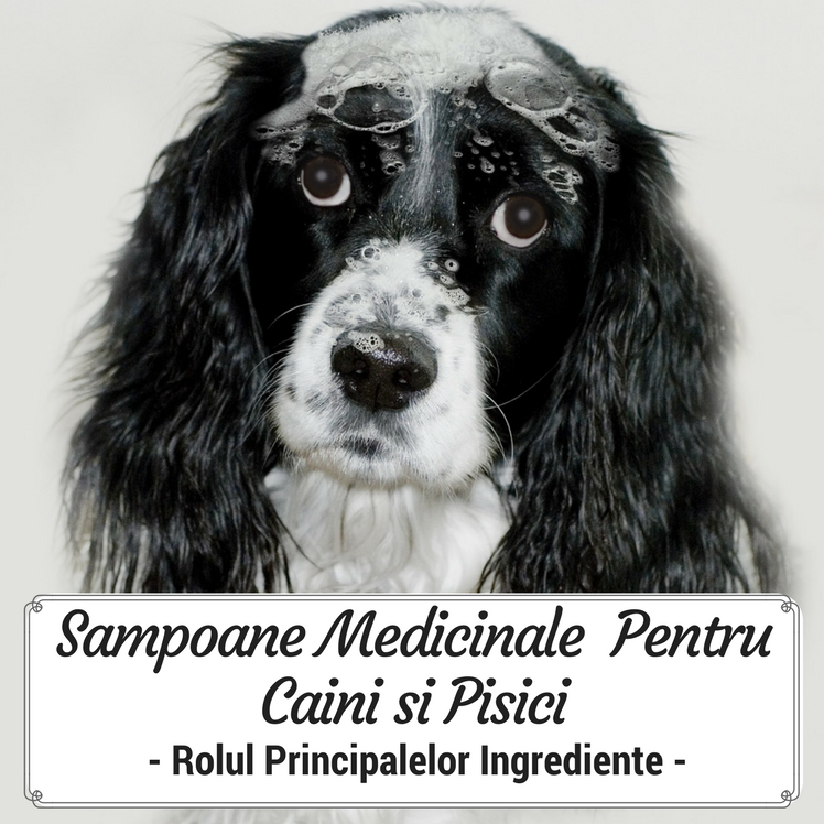 Sampoane Dermatologice Pentru Caini si Pisici - Rolul Principalelor Ingrediente