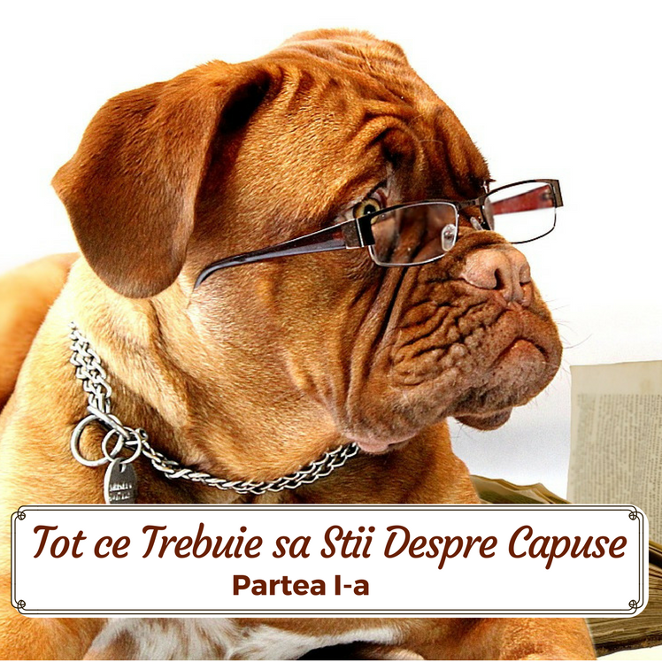 Tot ce Trebuie sa Stii Despre Capuse, Partea I-a