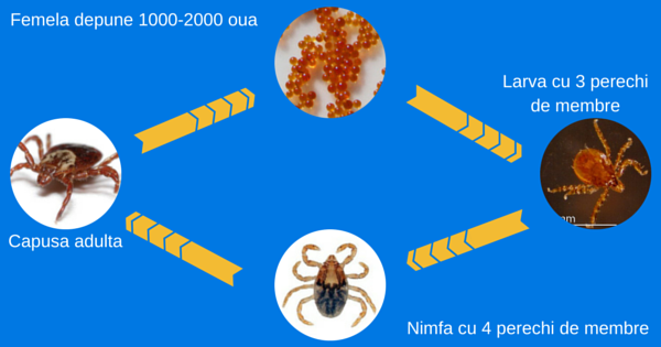 Tot ce Trebuie sa Stii Despre Capuse - Ciclul de Viata al Capuselor