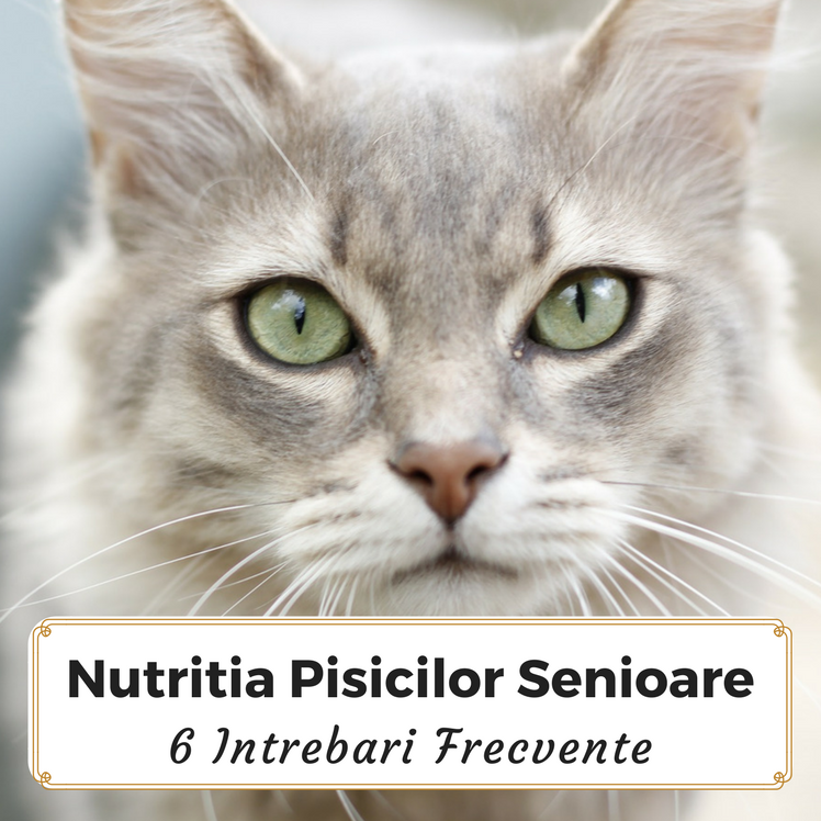 6 Intrebari Frecvente Despre Hranirea Pisicilor Senioare