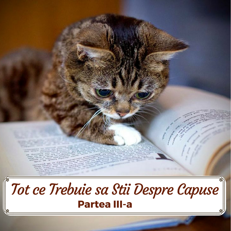 Tot ce Trebuie sa Stii Despre Capuse ! Partea III-a