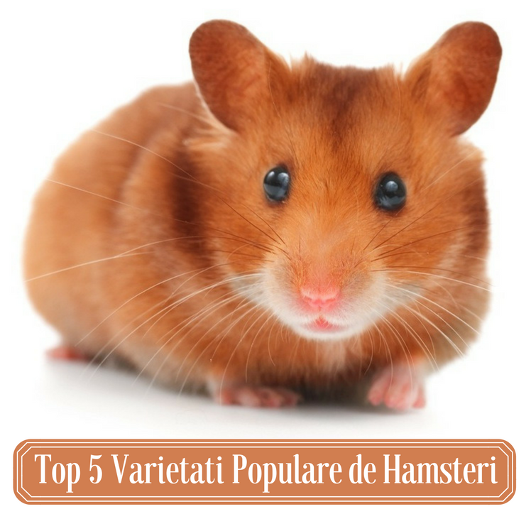 Top 5 Varietati Populare de Hamsteri