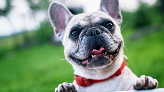 8 Rase de Caini cu Risc Crescut la Afectiuni Bucale - Bulldog i alte rase brahicefalice