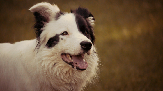 8 Rase de Caini cu Risc Crescut la Afectiuni Bucale - Collie