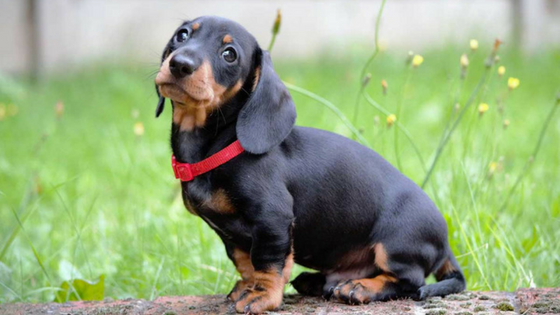 8 Rase de Caini cu Risc Crescut la Afectiuni Bucale -Teckel, Dachund