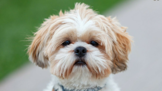 8 Rase de Caini cu Risc Crescut la Afectiuni Bucale - Shih Tzu