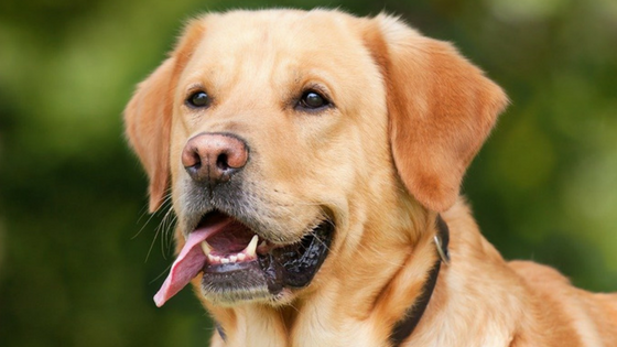 8 Rase de Caini cu Risc Crescut la Afectiuni Bucale - Labrador Retriever