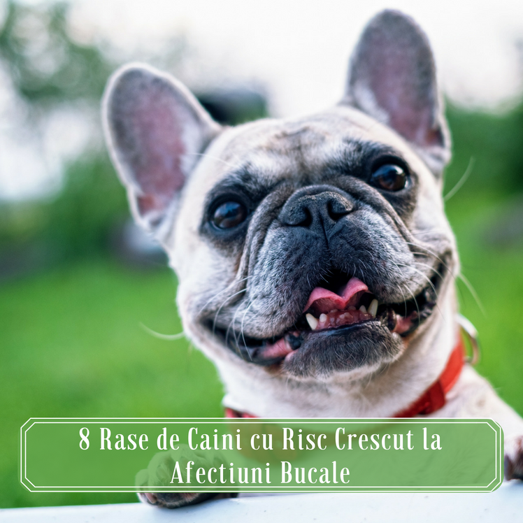 8 Rase de Caini cu Risc Crescut la Afectiuni Bucale