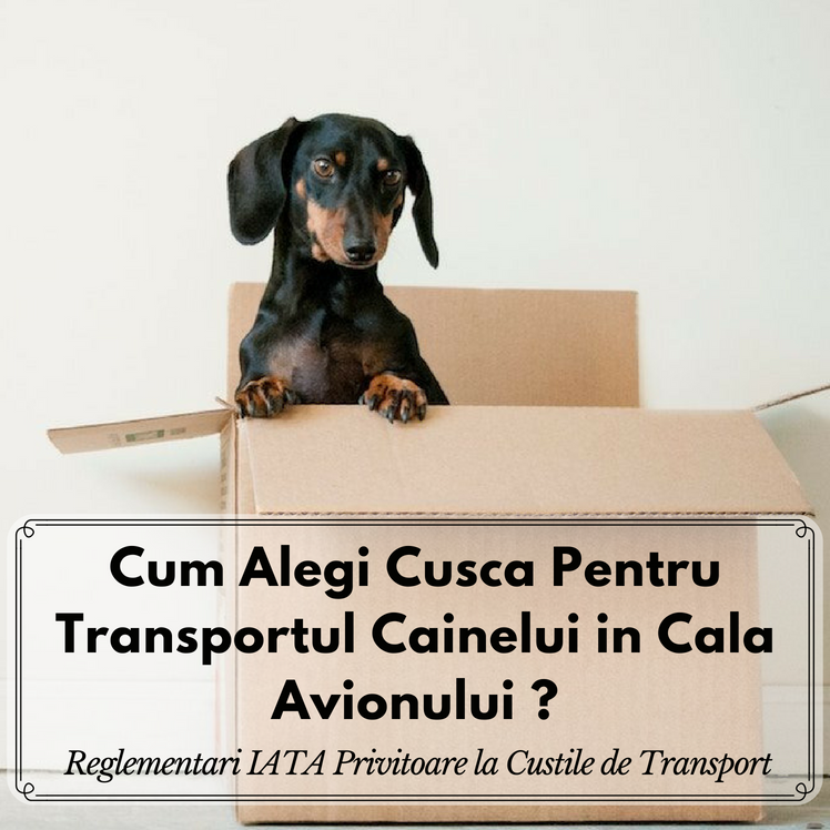Cum Aleg Cusca IATA Pentru Transportul Cainelui in Cala Avionului