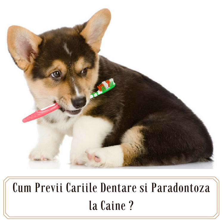 Cum Previi Cariile Dentare sau Paradontoza la Caine