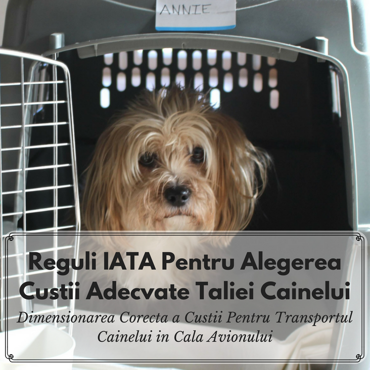 Alegerea Conforma IATA a Custii Pentru Transportul cu Avionul a Cainilor