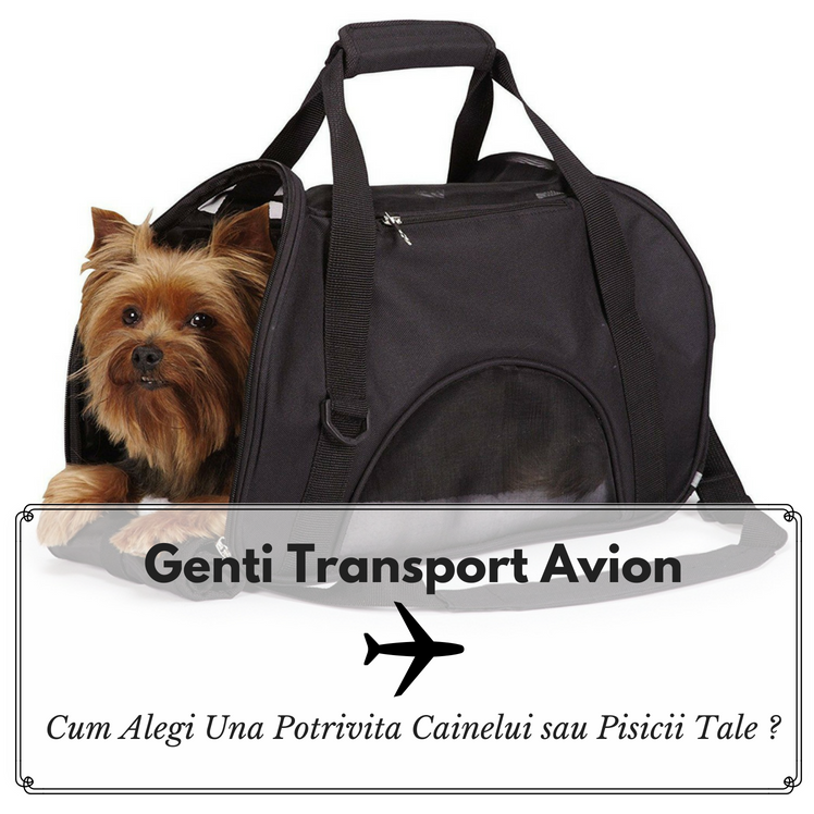 Genti Transport Avion. Cum Alegi Una Potrivita Cainelui sau Pisicii Tale ?