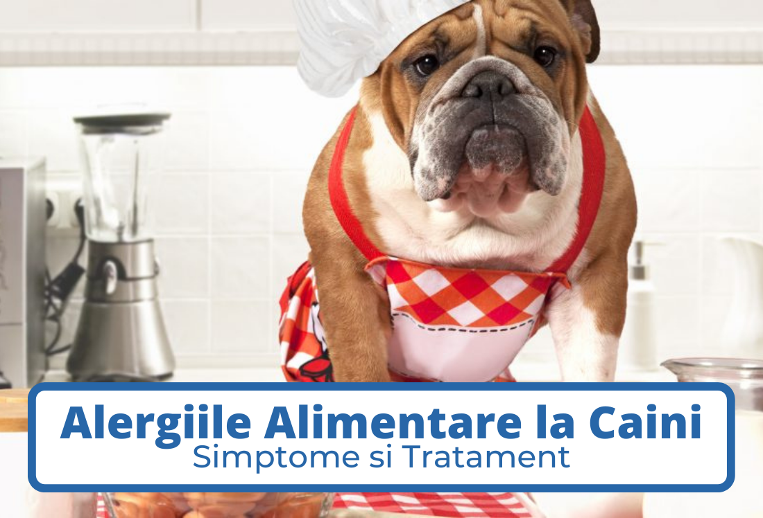 Alergiile Alimentare la Caini. Simptome si Tratament