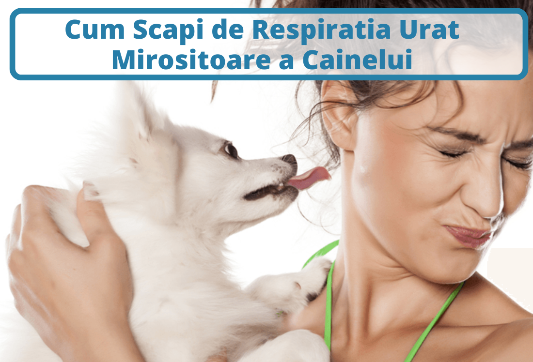 Cum Scapi de Respiratia Urat Mirositoare a Cainelui