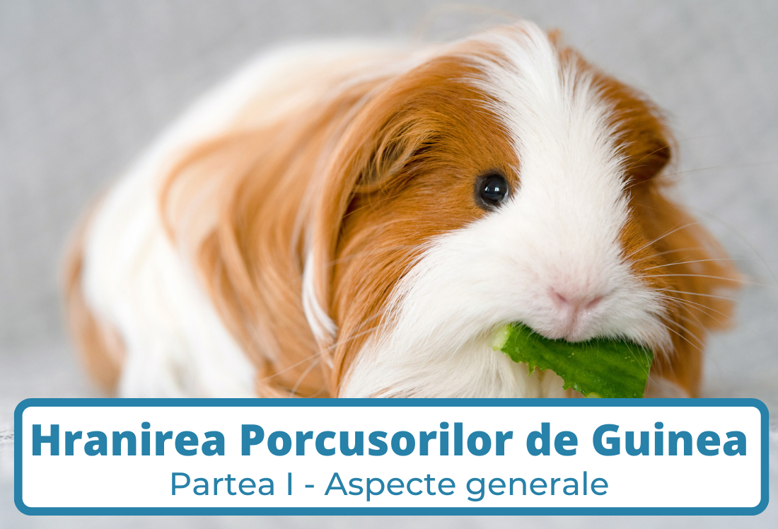 Hranirea Porcusorilor de Guinea | Partea I-a
