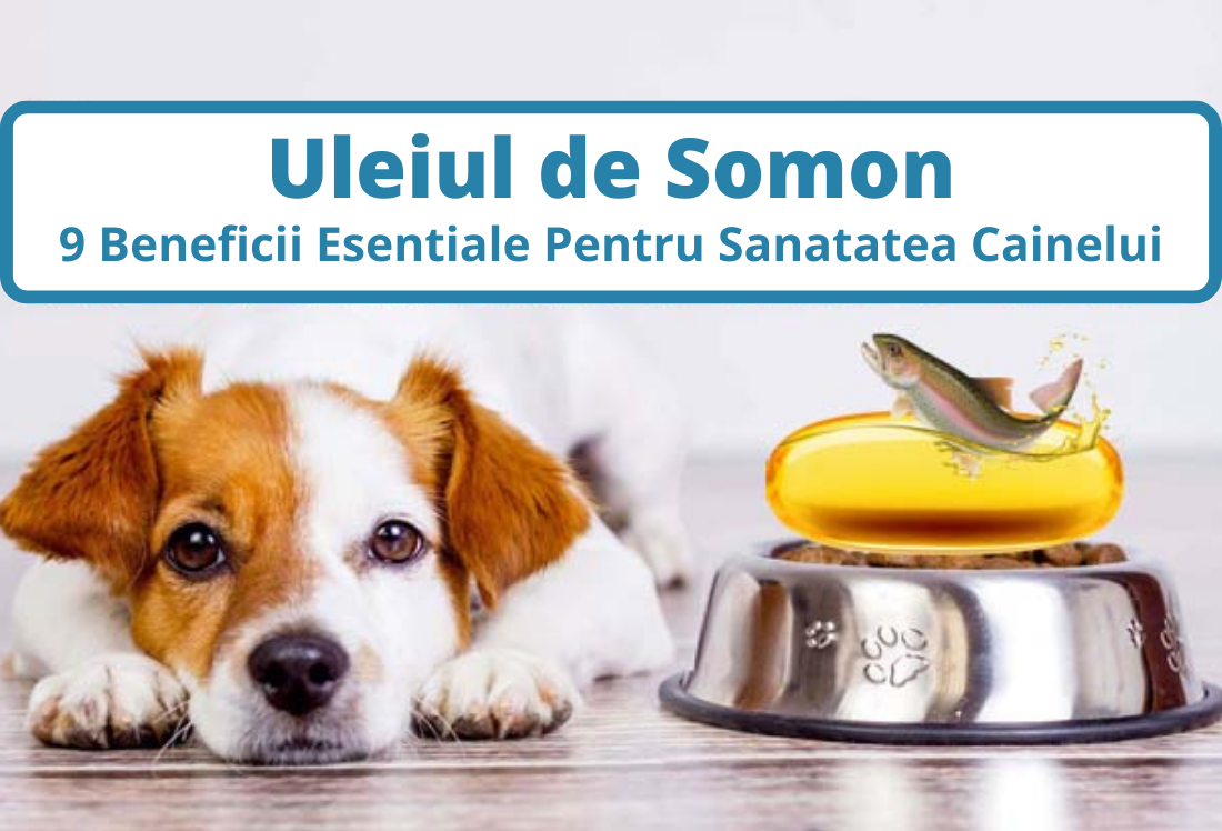 Uleiul de Somon - 9 Beneficii Esentiale Pentru Sanatatea Cainelui