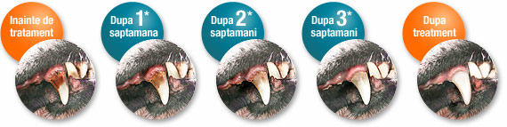 Efectele asupra tartrului dentar datorate produselor din gama Platinum Oral Clean & Care